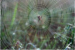 spider silk biomimicry inspiring non-toxic alternative to kevalr