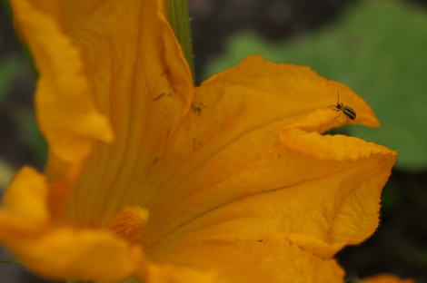 squashflowerstripedbug