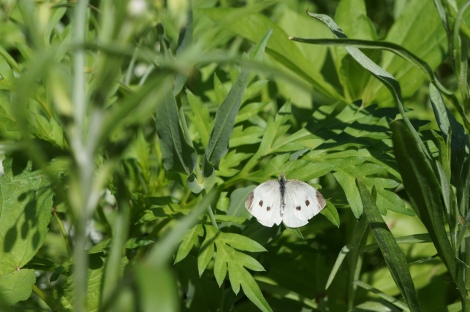 whitebutterfly