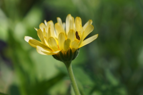 yellowflowerbrownbug2