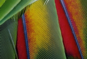 songbird feather