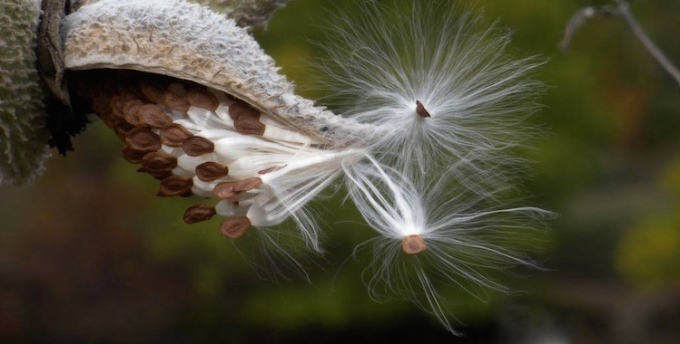 letting go milk weed